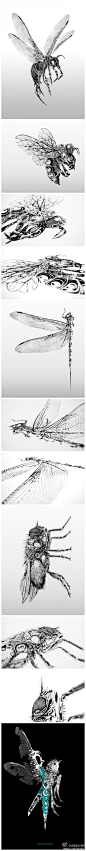 曼切斯特设计师Si Scott的华丽昆虫手绘插画 #素描##昆虫#