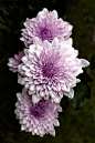 lavender Dahlias #花#