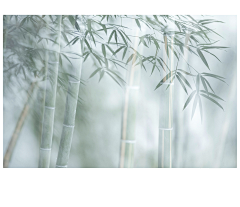 Puya2采集到植物