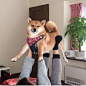 raichuus: “ig: dd9987_ ” #shibainu