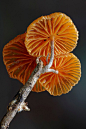 摄影：漂亮的真菌
