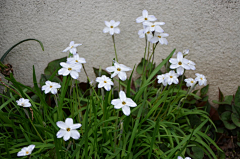 十四公主~采集到花韭