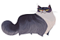 Daily Cat Drawings — 369: Maine Coon: 