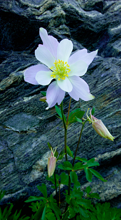 Amaranth2003采集到耧斗菜 Aquilegia