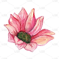 水彩粉红菊花孤立修剪艺术