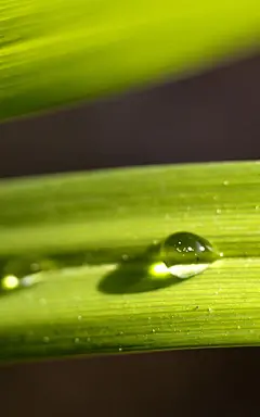 清新护眼绿色植物手机壁纸