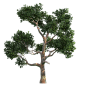 PNG素材（景观树）
