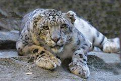 瑾浮沉生采集到大型猫科动物-雪豹