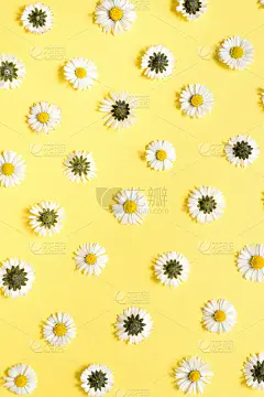 花组成。淡黄色背景上的洋甘菊花。春、夏的概念。平铺，俯视图，拷贝空间