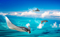 Manta Rays "Fly" : Portfolio Art