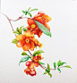 石榴花_百度图片搜索