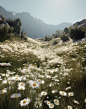 cangcang_the_white_daisies_are_in_the_grass_with_the_mountains__f262816e-d92b-4143-8992-e6f67dce45c9
