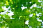 natural green background