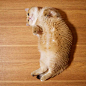 #全球萌宠汇# 这只胖胖的橘猫叫Hosico，总喜欢钻小小的盒子，可总是肉肉四溢呢~看看小时候的照片不得不感慨，橘猫真是潜力股啊