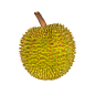 Durian isolated on white background by jassada  wattanaungoon on 500px