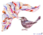 以色列Songbird鸟插画欣赏(2)