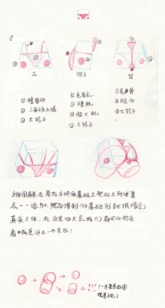 C0nEYHl3采集到胸腔和胯部