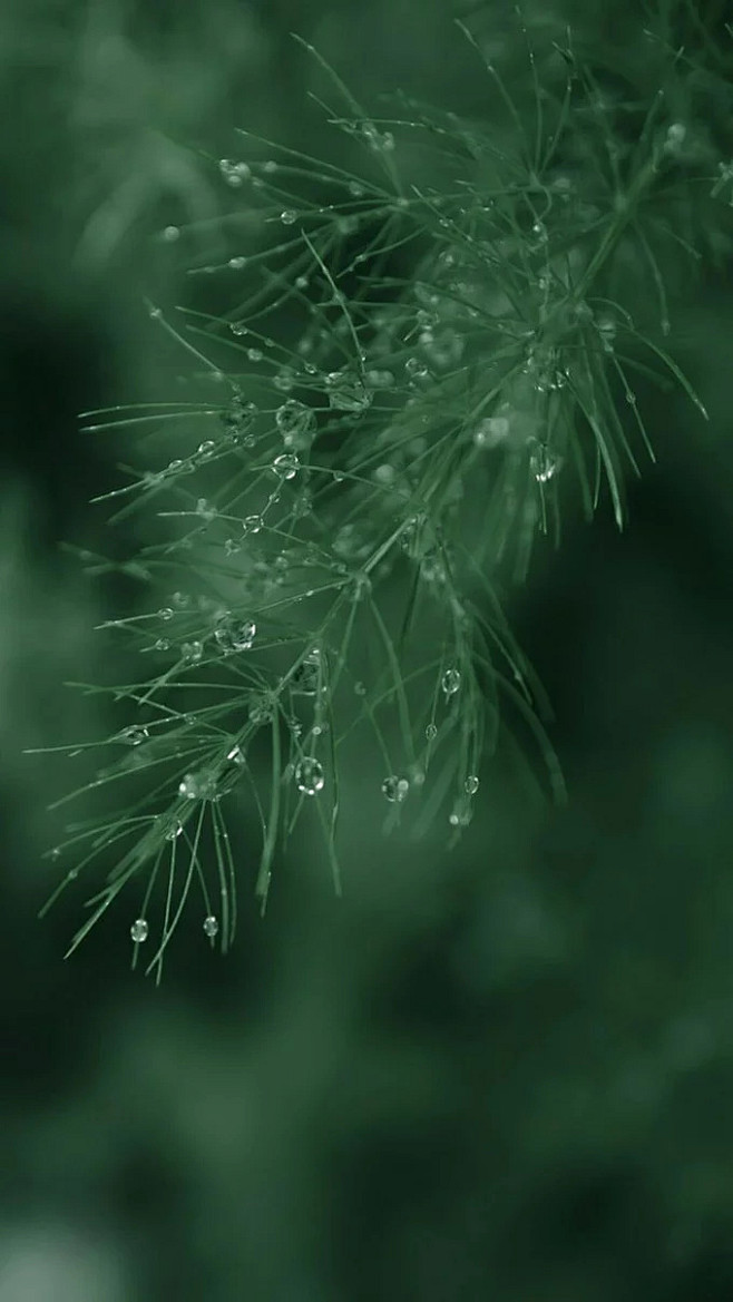 壁纸背景素材