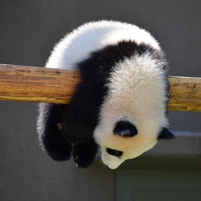 ^ 熊猫。