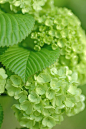 love hydrangeas
