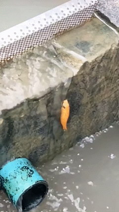 水手辛巴采集到牛