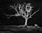 1x.com - Burning Bush by Matt Anderson