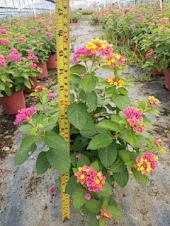 五色梅变色草30公分高盆苗价格6.5元