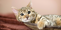 tara近卫官采集到猫狗种类