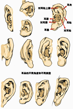 遥椰子采集到头部结构