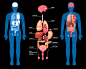 人体解剖学内部器官布局素材图-手机移动版