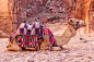跪在地上的骆驼，macdown插图，精美骆驼图片素材，沙漠骆驼精选素材，骆驼，Mac下载素材