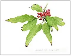 回山中摘野果的日子
来自日本画家酒井克典的植物插画