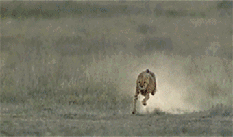 猎豹在高速奔跑中调整尾巴姿态来实现急速变...
