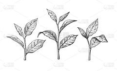 RwTiger采集到茶叶包装