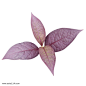 紫色树叶叶子实物免抠png素材图片png免抠元素产品实物背景装饰免扣图片设计图案