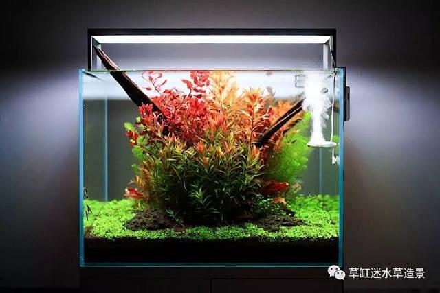 草缸造景