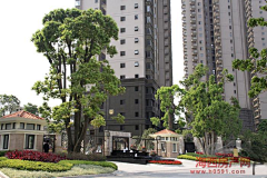 跳跳七喜采集到植物品种-常绿