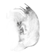 植物朦胧梦幻烟雾枝叶质感艺术手账装饰图案纹理背景AI设计素材