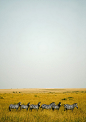 Zebras in Masai Mara, Kenya