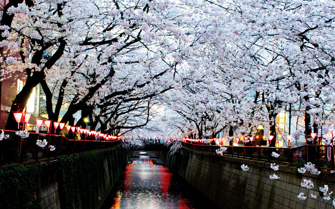 Sakura Canopy by Mic...