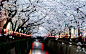 Sakura Canopy by Michael Longe on 500px