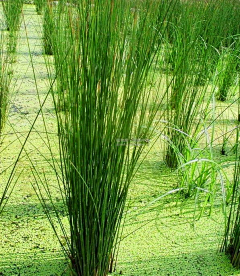 辛禹—植物设计师采集到植物—02灌木