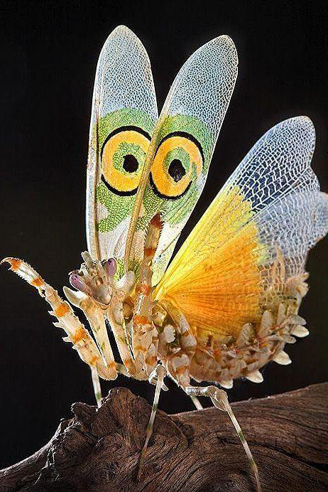 螳螂目花螳科花螳螂