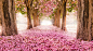 General 2560x1411 flowers trees outdoors pink flowers plants