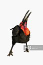 Ground Hornbill. (Bucorvus leadbeateri). In studio. Distribution: African savannah south of the equator. Large territories of about 100 sq. kilometres.