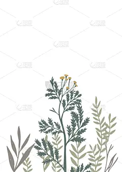 矢量,边框,华丽的,请柬,贺卡,背景分离,谚语,铅笔,花