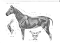 [转载]马的解剖