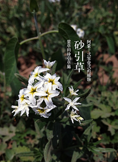 枫林青采集到常见却不知名