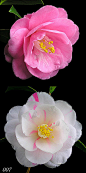 五色八重散椿，花期4--5月。开花分成白以及淡薄的红色,桃色。花瓣分散的。日本京都市加茂有推定树龄400年的古木，京都市指定天然纪念物。 #茶花#