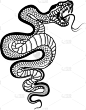 蛇,蝰蛇,分离着色,白色背景,式样,野生动物,脊椎动物,动物,德克萨斯